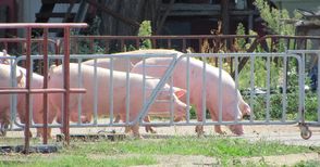 Свинското поскъпва поне три пъти от фермата до магазина. Сметката плаща клиентът