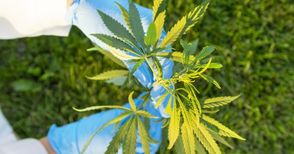 21 стръка марихуана засети сред зеленчуците в частен двор в Помен