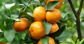 Градинари от Бяла продавали мандарини и лимони „собствено производство“