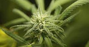 52-годишен с психични отклонения отгледал над 4 кг марихуана за продан