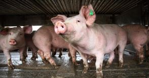 Африканската чума по дивите свине се завърна в Русенско