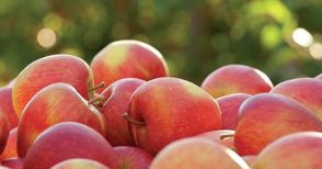 Фермери предлагат регионални продукти на изложението „Дунавски овощари 2022“