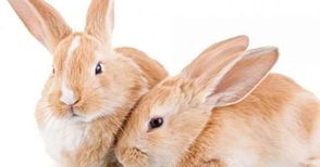 21-годишен повел три хлапета да крадат породисти зайци