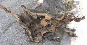 Клон от изгнило дърво се стовари на земята