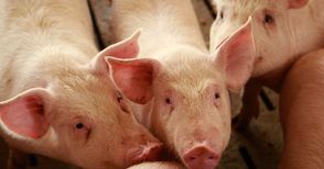 „Свинекомплекс Бръшлян“ вдига нова сграда за 2400 прасета