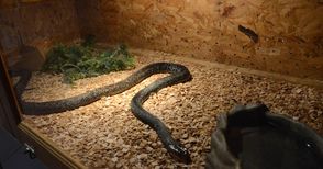Дракончето Шрек и най-отровната змия в света съскат в музея