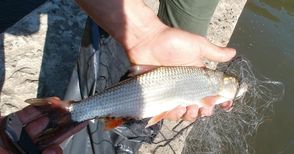 Три бракониерски „хапки“ засечени в езерото Липник
