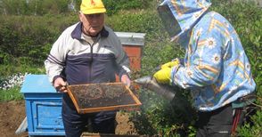 10 милиона си разпределят пчеларите до 2016 година