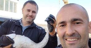 4-часова операция върна към живот спасен от русенци лебед
