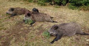 Ловците ще загробват отстреляните диви прасета, за да не излиза африканската чума от гората