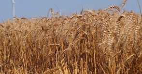 Топ 10 на зърнопроизводителите от Русенско с 8,5 милиона лева субсидии за 2022-а