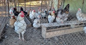 БАБХ обяви огнище на птичи грип в родопското село Цалапица