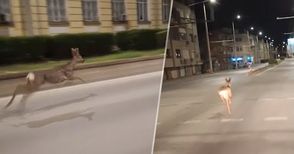 Експерт от Горско стопанство за бягащата из Русе сърна: Изоставените вили са идеална среда за сърни, лисици, белки и дори диви прасета