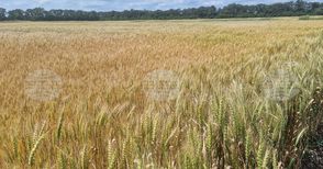 По-слаба реколта очакват тази година зърнопроизводителите в Ямболска област