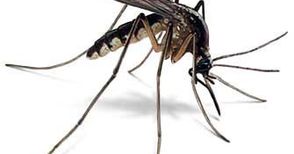 „Санси“ обещава до 25 юни да се справи с комарите