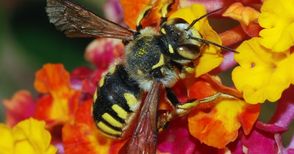 Нов закон за растенията пази пчелите от отрови