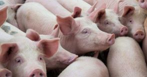 Забраниха пазарите на свине  заради африканската чума