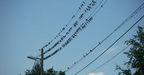 Токът в Бъзън и Тетово  „примигвал“ заради гладни птици върху жиците