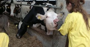 438 млечни ферми в Русенско затварят от Нова година