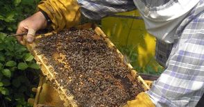 На 8 януари стартира приемът на  проекти по пчеларската програма