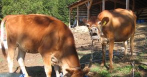 Дават по 122 eвро субсидия  за месодайни крави