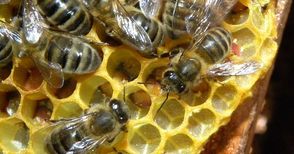 Пчелари отчитат наполовина  по-ниски добиви от мед