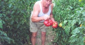 Домати-гиганти отгледа русенец в двора на къщата си в Ново село