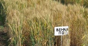 Турци харесаха нов сорт пшеница на „Образцов чифлик“