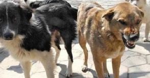 Бездомни кучета плашат  жителите на Басарбово