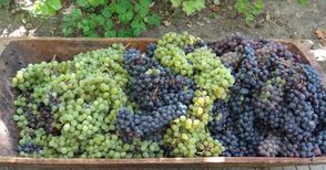 Лозарите прибират с  20% по-малко грозде