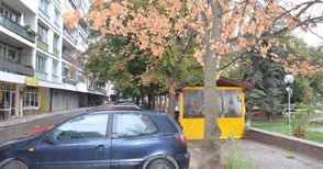Изсъхнало дърво застрашава хора и коли пред блок „Яворов“