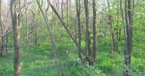 Възстановиха 98 декара гори в защитена зона „Мартен-Ряхово“