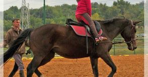 Швейцарци ще обучават русенски  треньори на терапия с коне