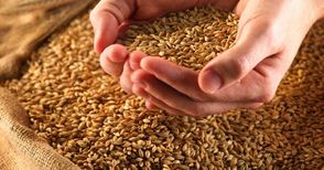 Произведохме близо 4,9 млн. тона пшеница