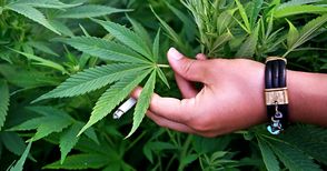 11 месеца условно за открити над 600 грама марихуана в Копривец