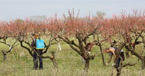 Избират овощар на годината на изложението в Русе