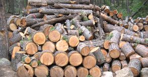 Дават на прокурор лесовъд за скрити близо 400 кубика дърва