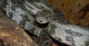 Екзотични змии се настаняват в терариума в музея