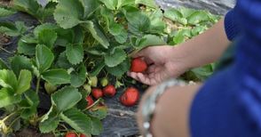 Интервюто с берачките на ягоди в Испания ще бъде в Разград