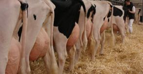 400 млечни ферми от Русенско заплашени от закриване