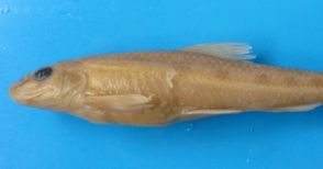 Ихтиолог разбули загадката около намерена в Дунав изчезнала риба