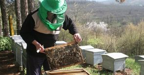 Специалисти разясняват кредитирането на пчелари и превенцията на празния кошер