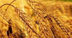Очакват с 10-15% по-ниски добиви от пшеница и ечемик