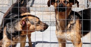 Бум на осиновени бездомни кучета и котки в Русе