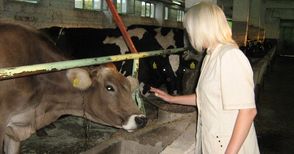 220 млечни ферми в Русенско ликвидирани от януари