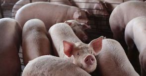 Свинското пада при производителите, но не помръдва в магазините