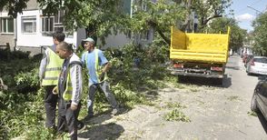 Разчистват изсъхналите дървета по „Муткурова“