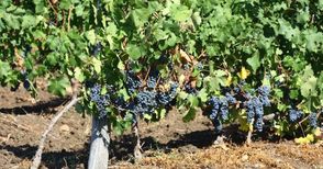 262 милиона лева наливат за 5 години в лозаро-винарския сектор