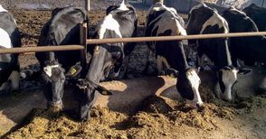 60% от млечните ферми от Русенско спират работа след 1 януари