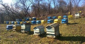 1200 пчелина жужат в Русенска област